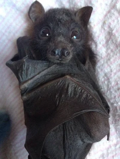 The Bat bites the man