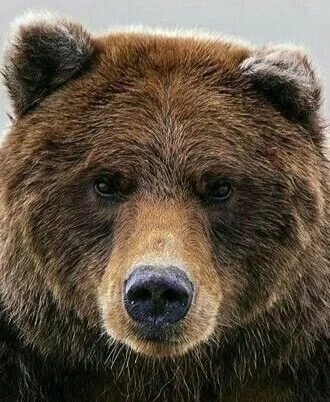 The brown bear