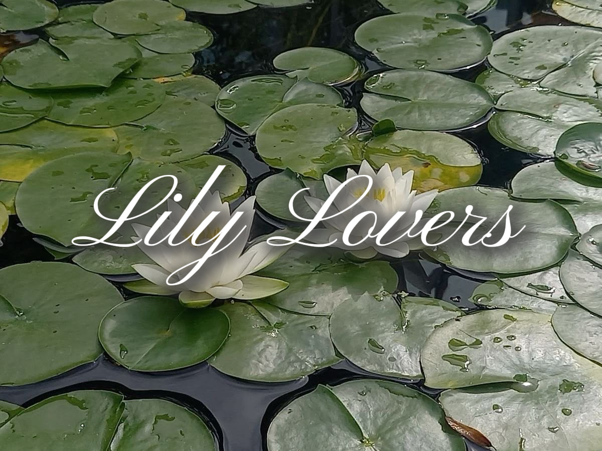 Lily Lovers Collab!!