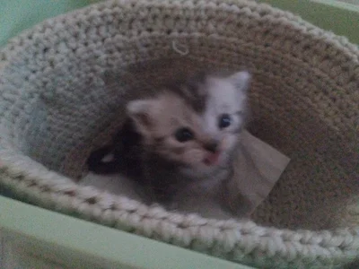 Kitty.