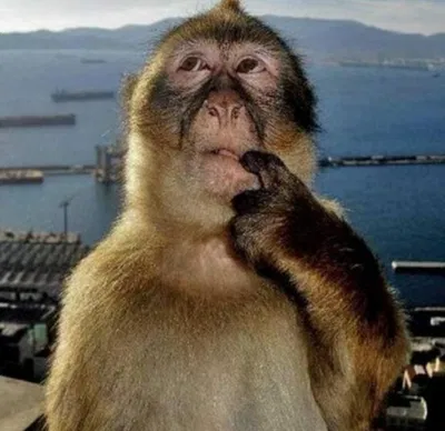 Thinking...