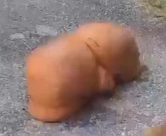 “THE” Fleshlight 
