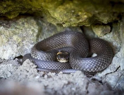 Grass-snake
