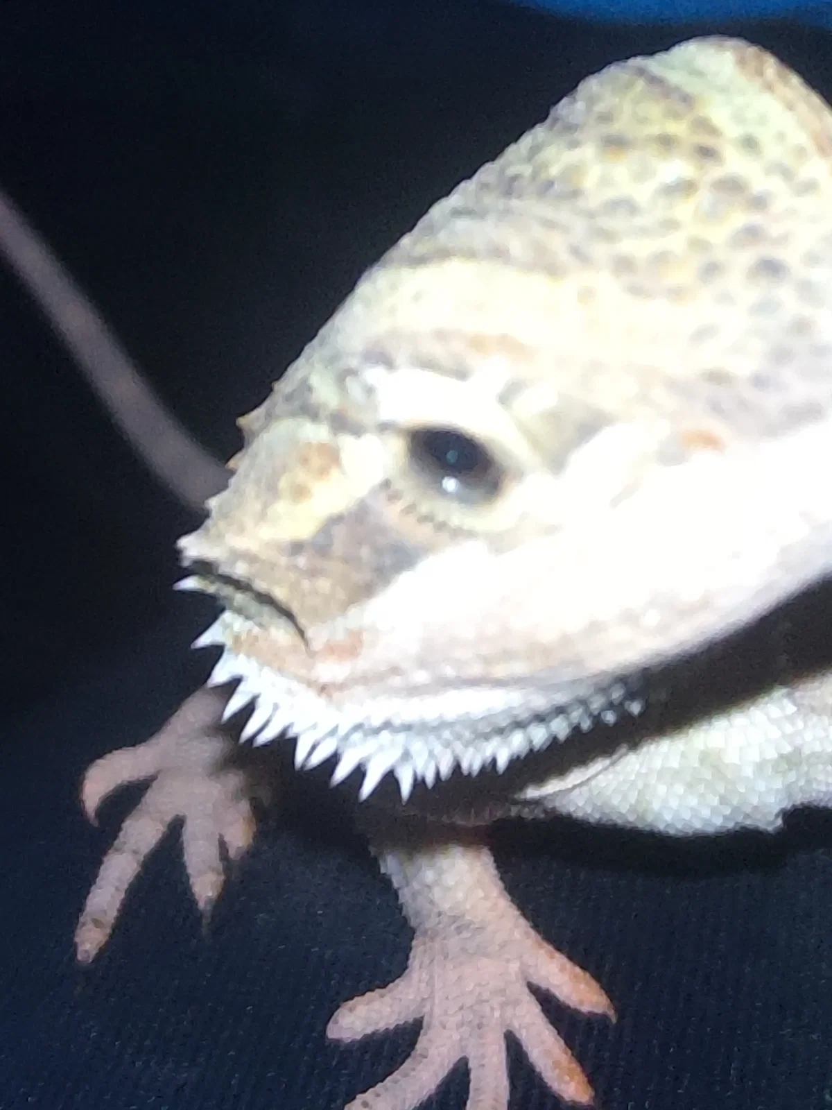 Ɛ> Ralph <3 