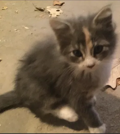 This, is my kitten. 