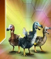 Dodo (from JWTG)