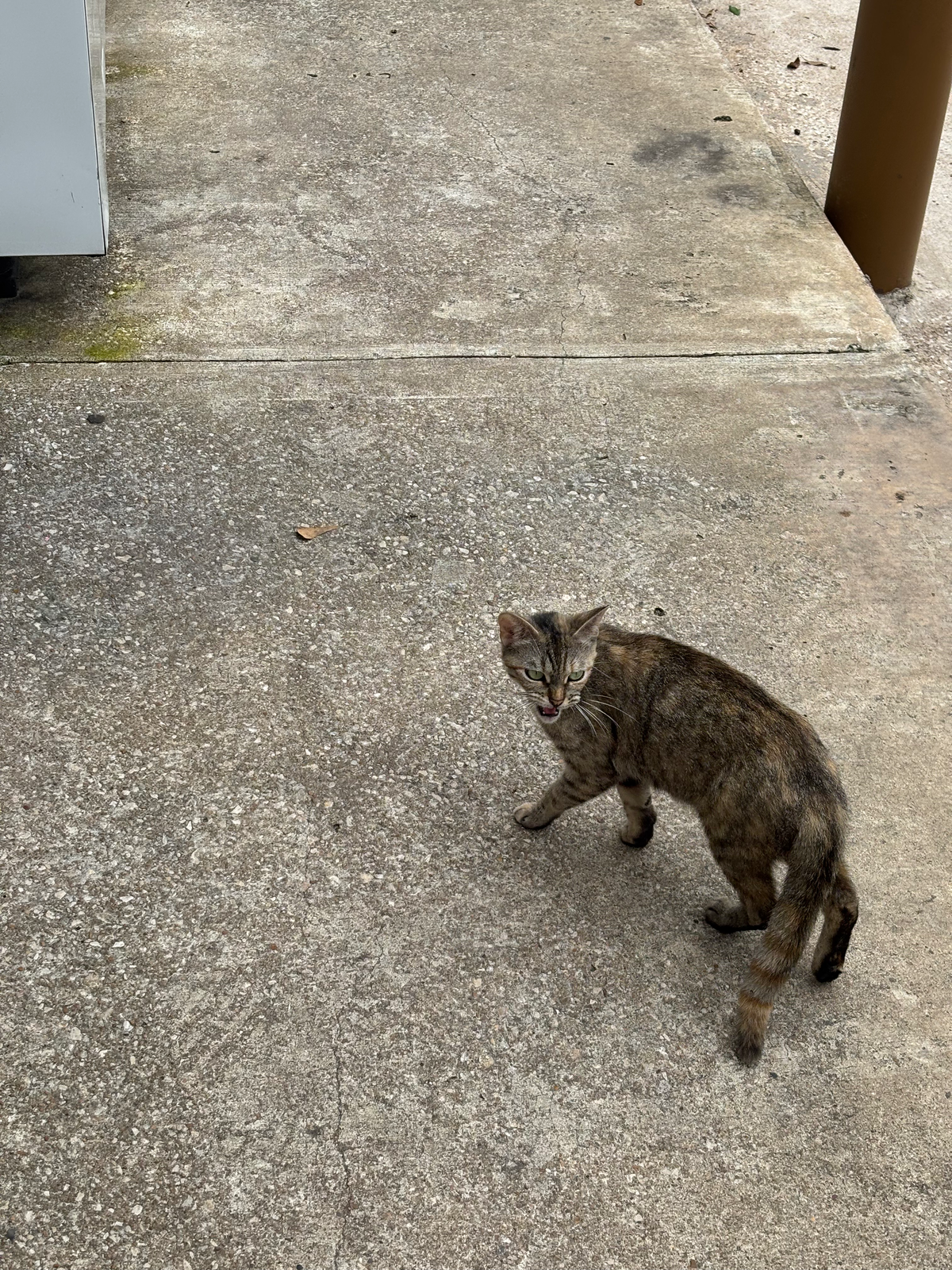 FOUND KITTY