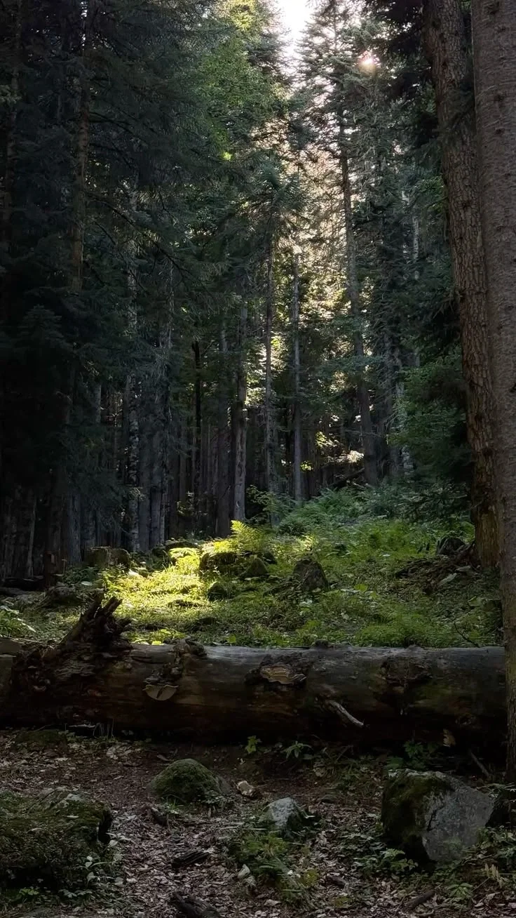 warrior cats RPG {PT. 4!!}