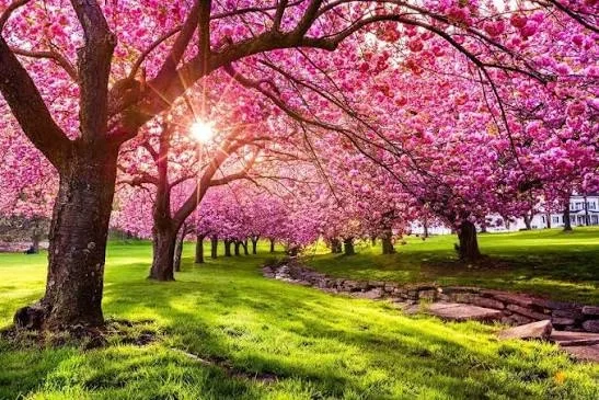 Spring flower locations