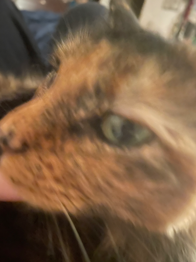 My cat