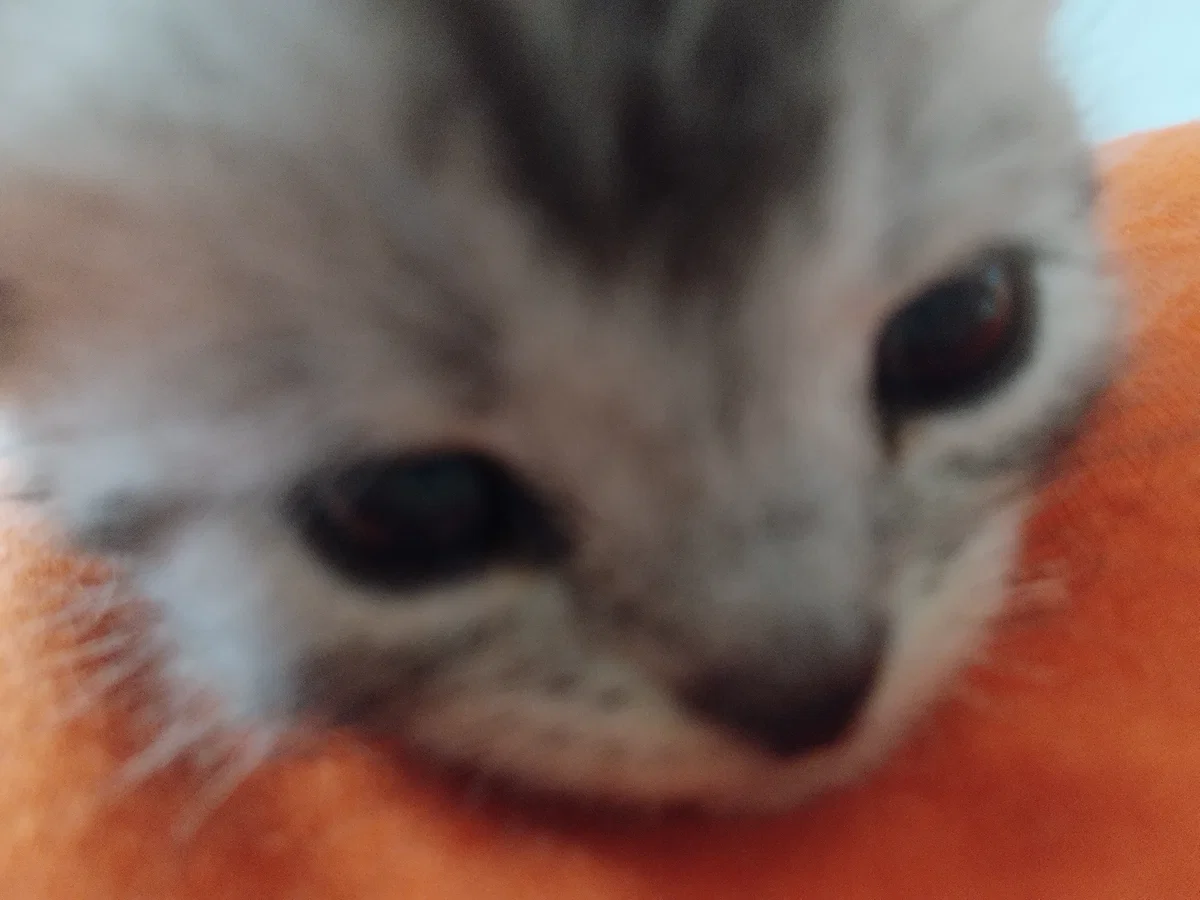 Kitty.
