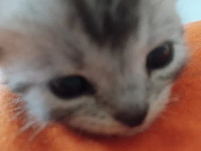 Kitty.
