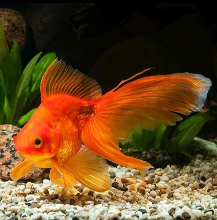 Goldfish Transformation TF TG
