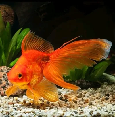 Goldfish Transformation TF TG
