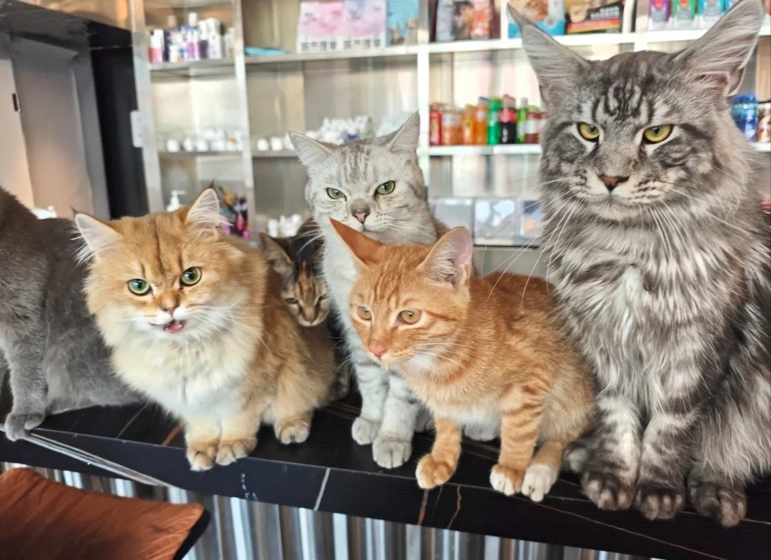 Kittens
