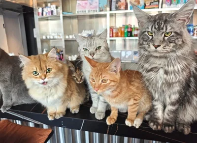Kittens