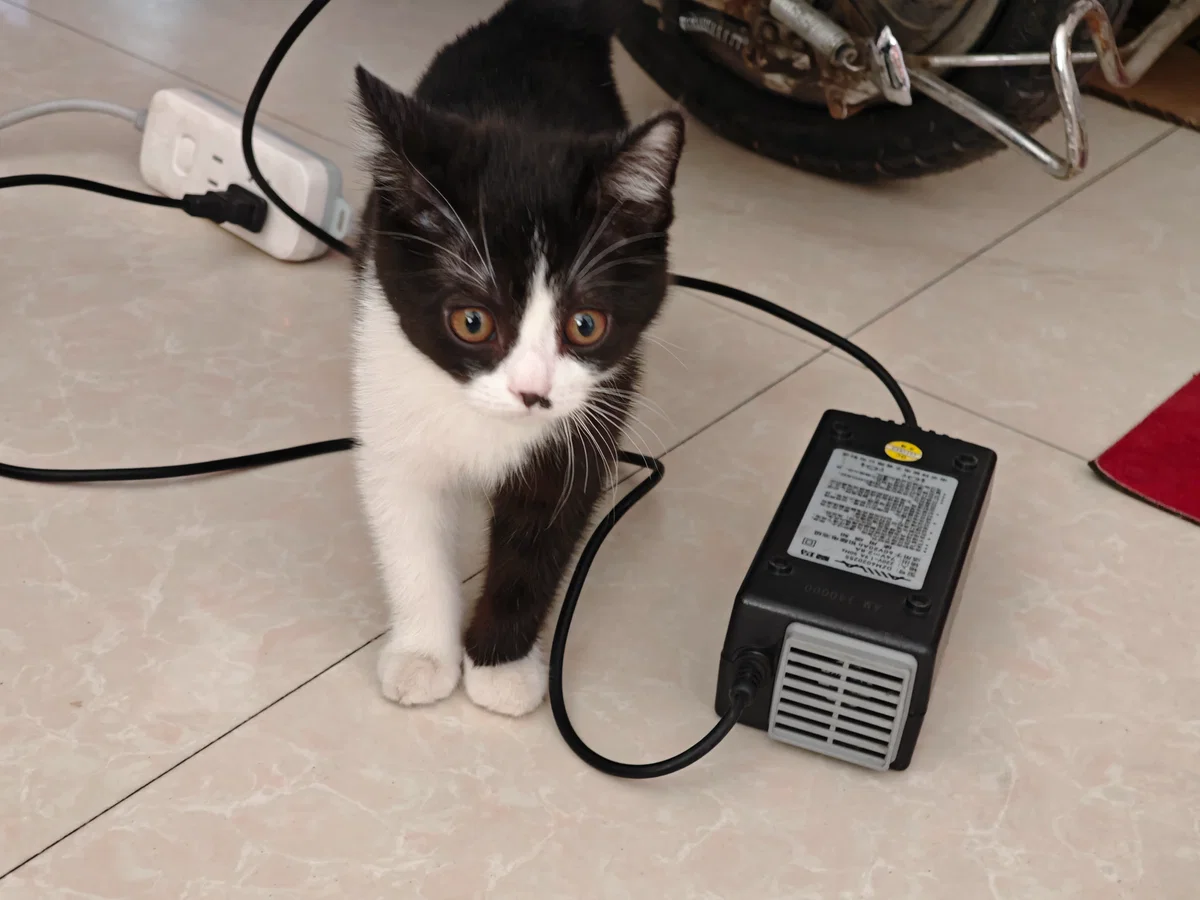 kitten