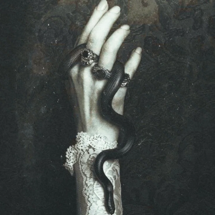 ♒︎Bellatrix Lestrange⌥