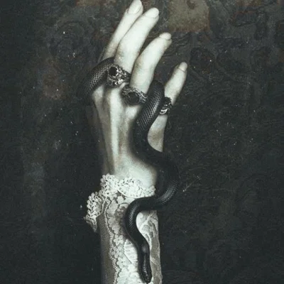 ♒︎Bellatrix Lestrange⌥