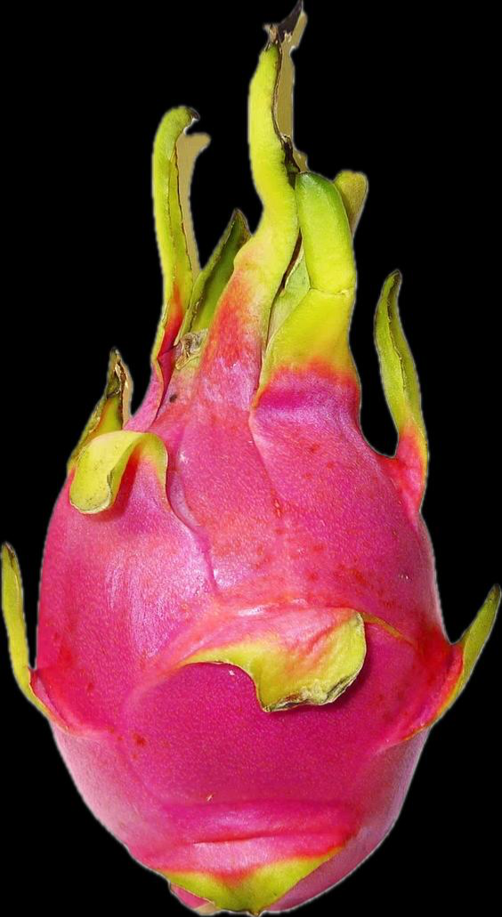 Dragonfruit.png