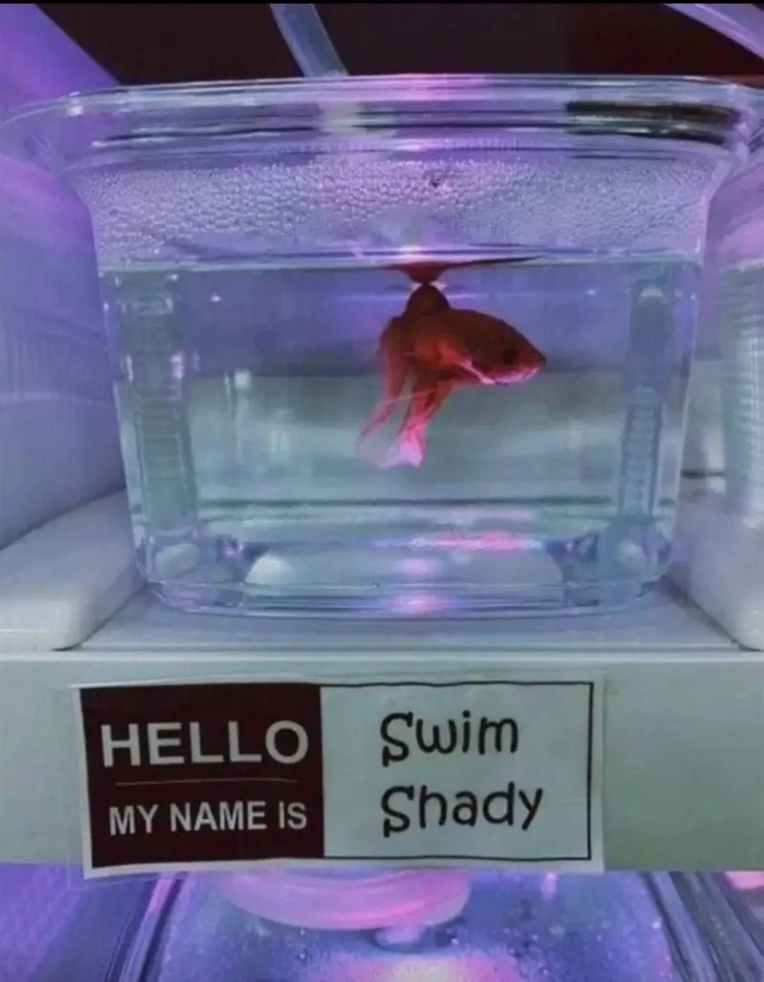 🐟