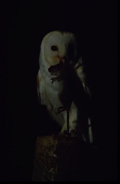 BARN OWL