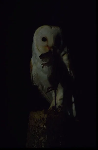 BARN OWL