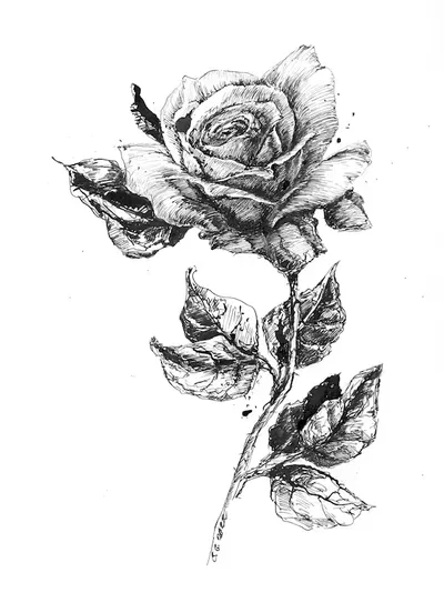 Rose.