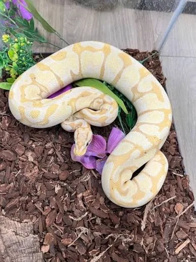 Banana ball python