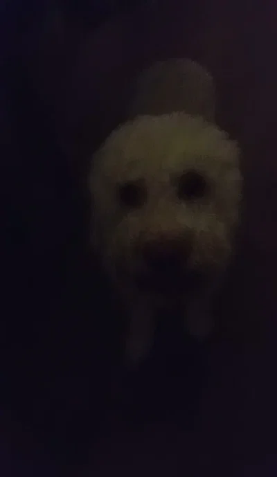 What tf up with my dog bru