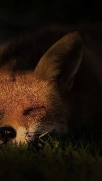 Red Fox