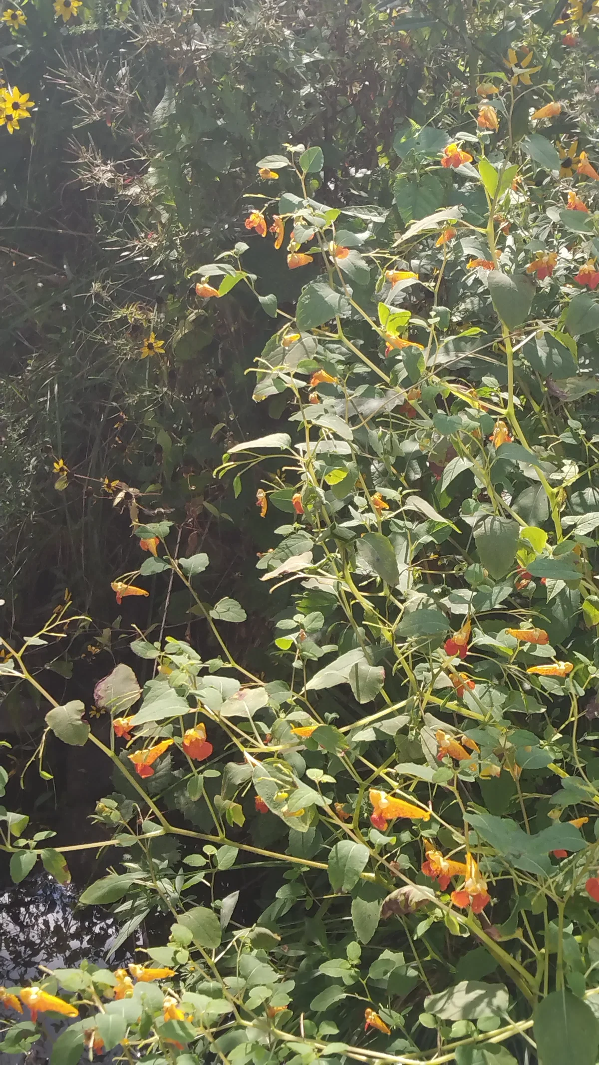 Pretty orange flowers :3