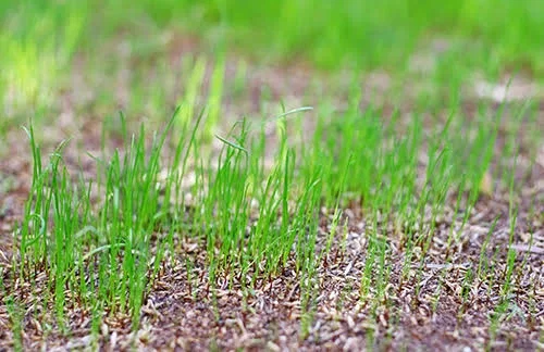 Watching grass grow 