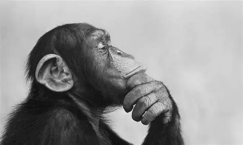 Monkey see monkey do