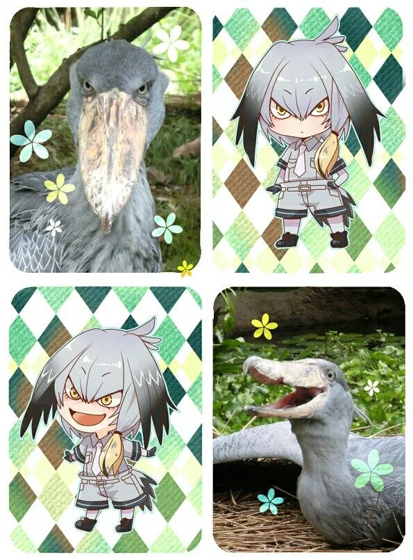 Shoebill