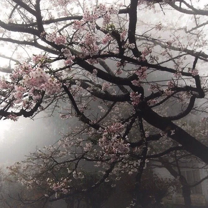 Grow your own Sakura blossom tree!