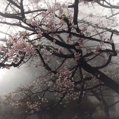 Grow your own Sakura blossom tree!