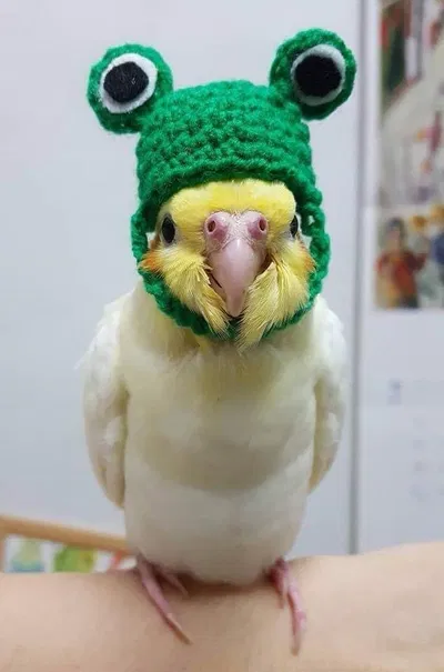 Gaz x Bird User