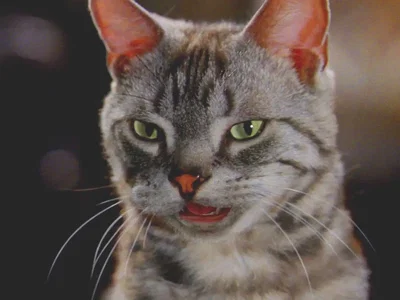Monty the Mouth