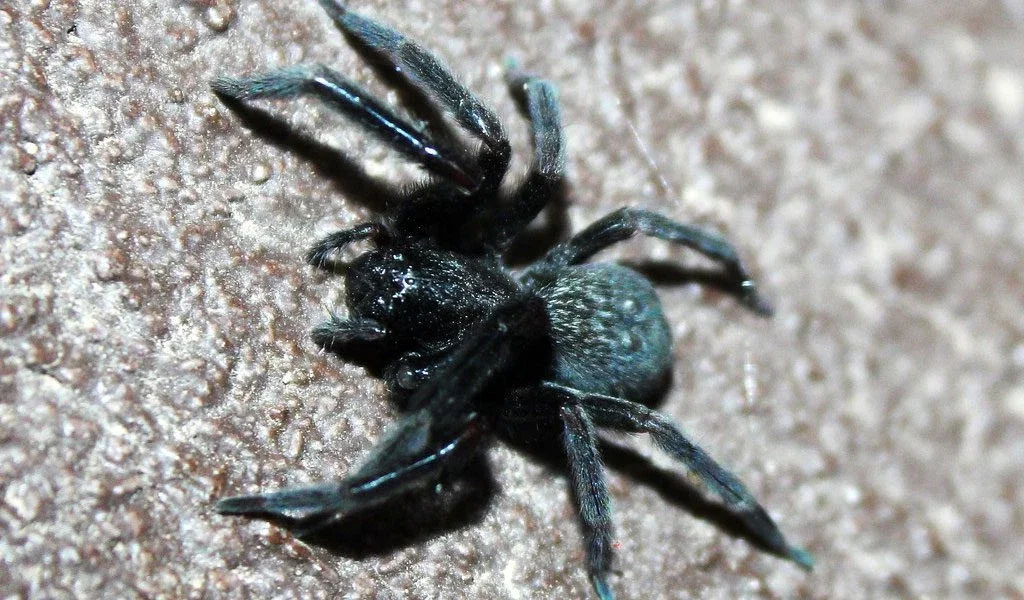 A Spider in the Corner of Your Room