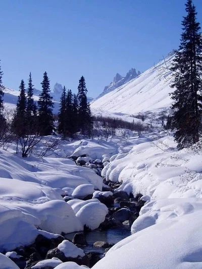A Forest of Frost 