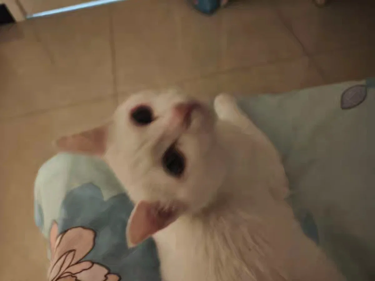 The turning kitten.