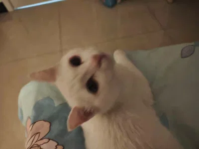 The turning kitten.