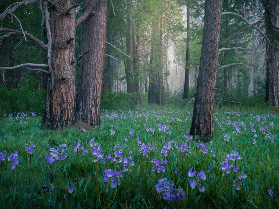 The Forest