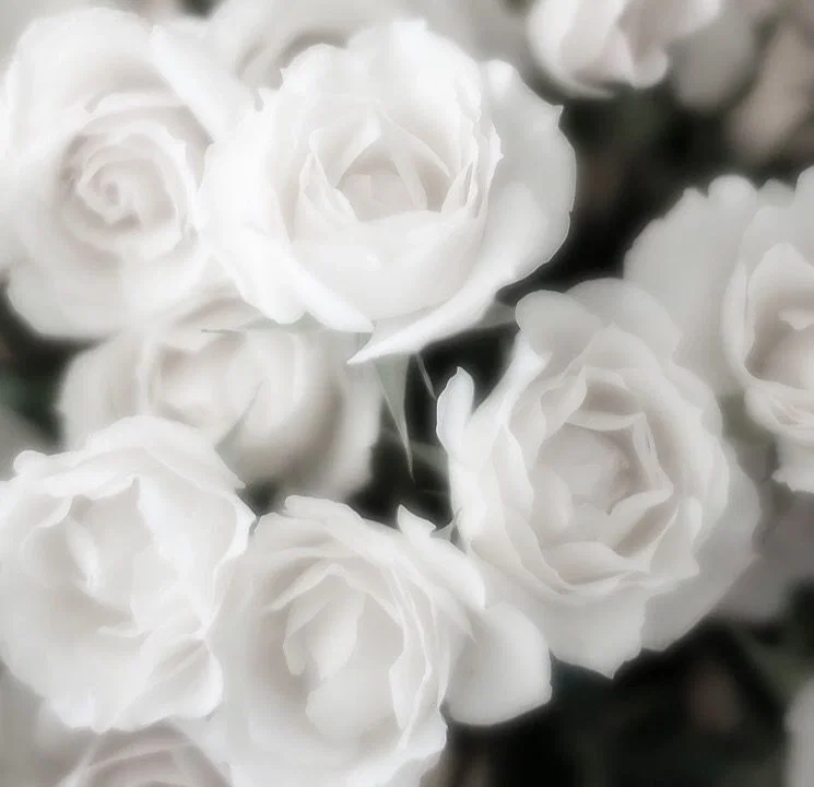 WHITE ROSE