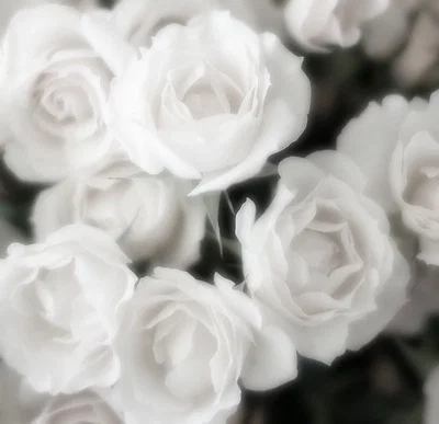 WHITE ROSE