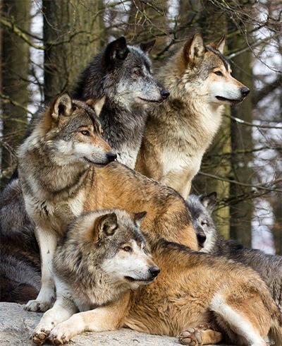 Wolf Quest RPG