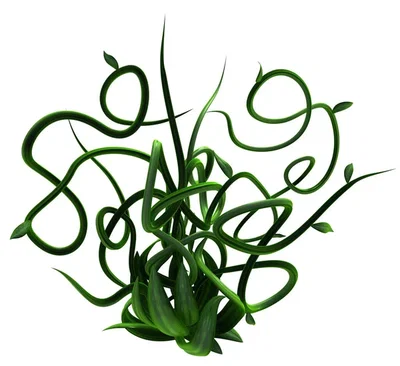 Plantman [DOL]