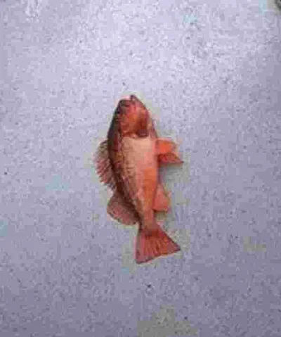 Fish