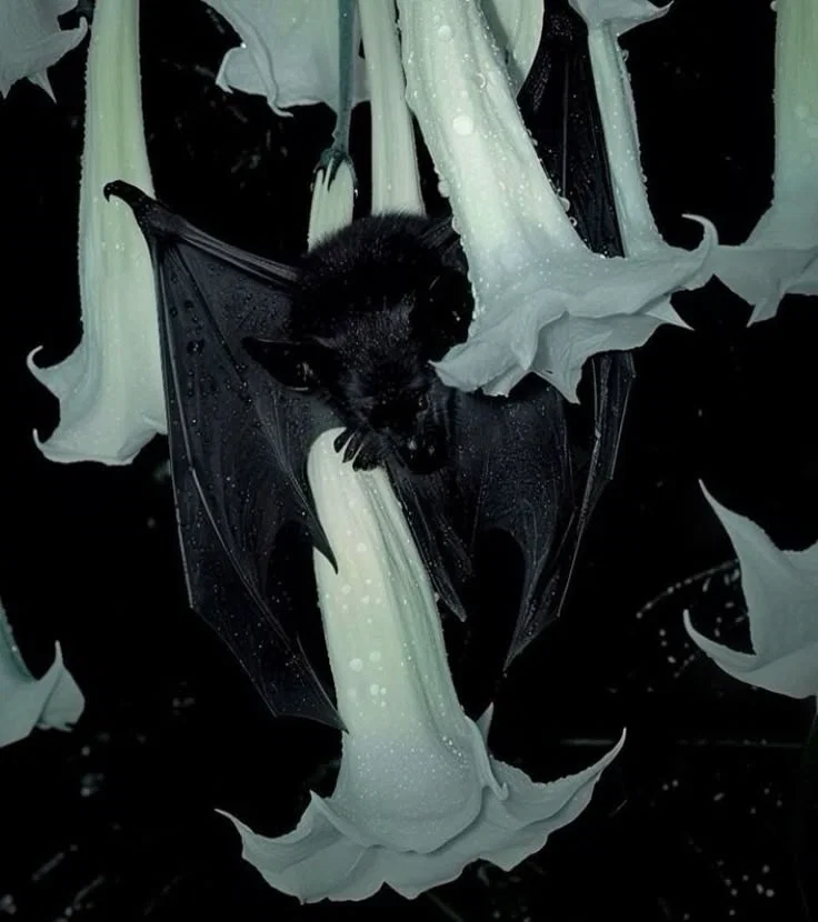 Alan Winters 🦇